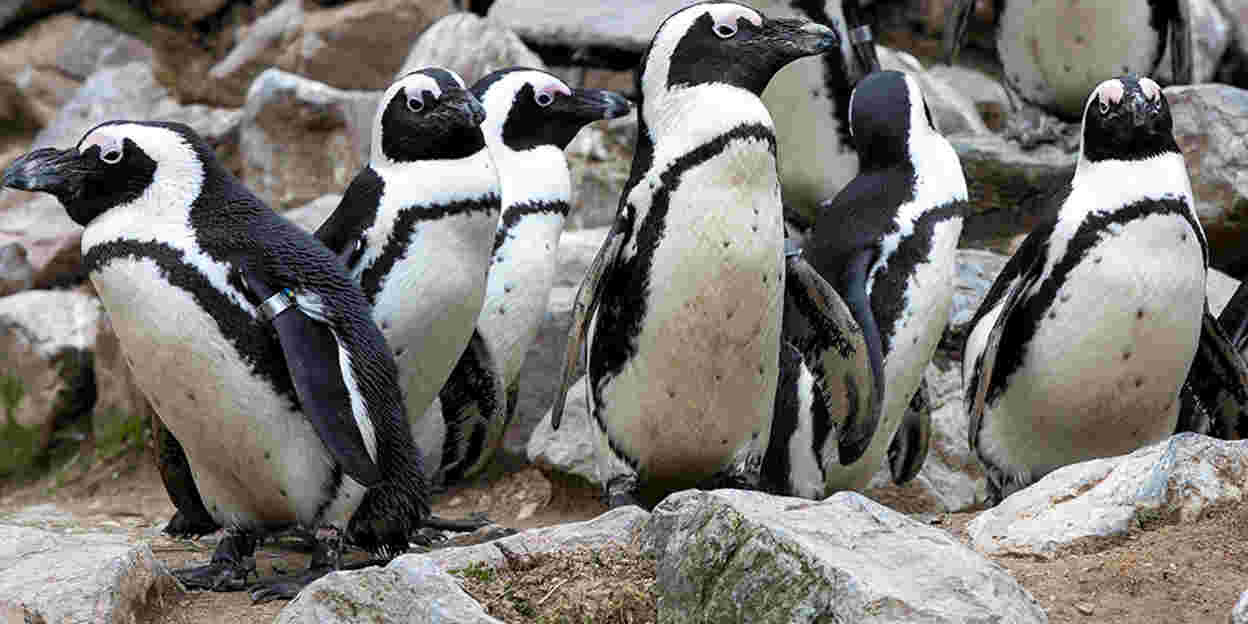 Camouflage bij dieren: countershading