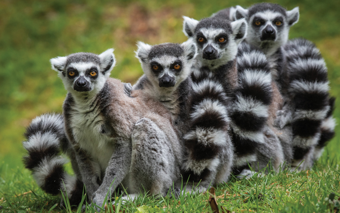Makkelijke Maki-Mannetjes?