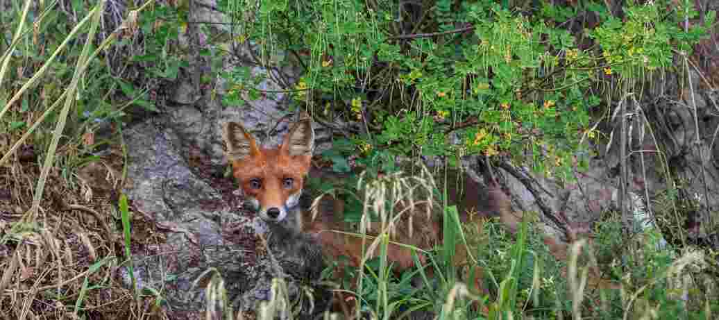 BuurNatuur: Wilde natuur in de zoo!