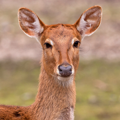Bedreiging en bescherming