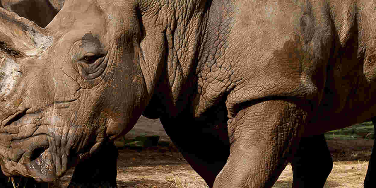 Neushoorn Wiesje vertrekt na 3 jaar naar Duitsland