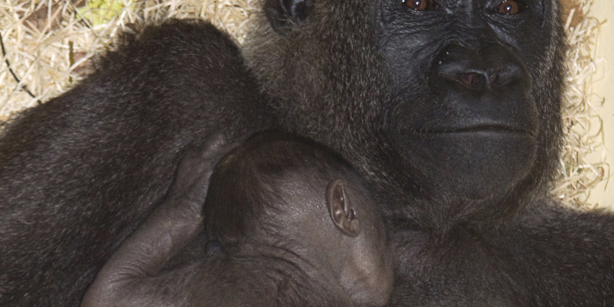 Alweer een gorillajong!