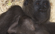 Alweer een gorillajong!