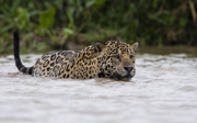 Natuurbehoud in Belize: jaguars zenderen