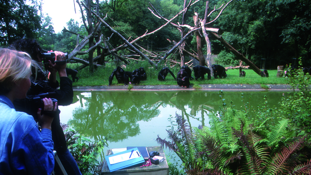 Gedragsonderzoek bij chimpansees