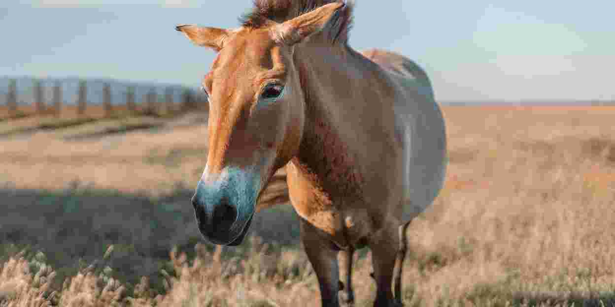 Przewalskipaarden weer terug in Mongolië!