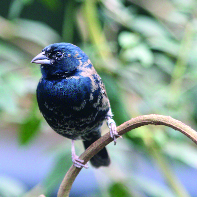 Niet alleen de tijd vliegt in de Mangrove!