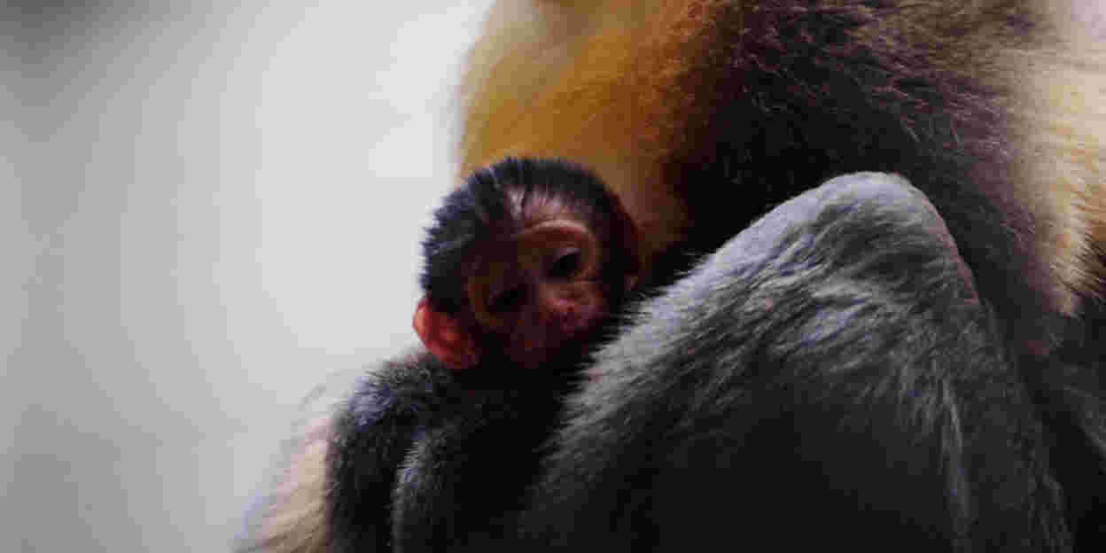 Eerste geboorte goudbuikmangabey in Burgers’ Zoo!