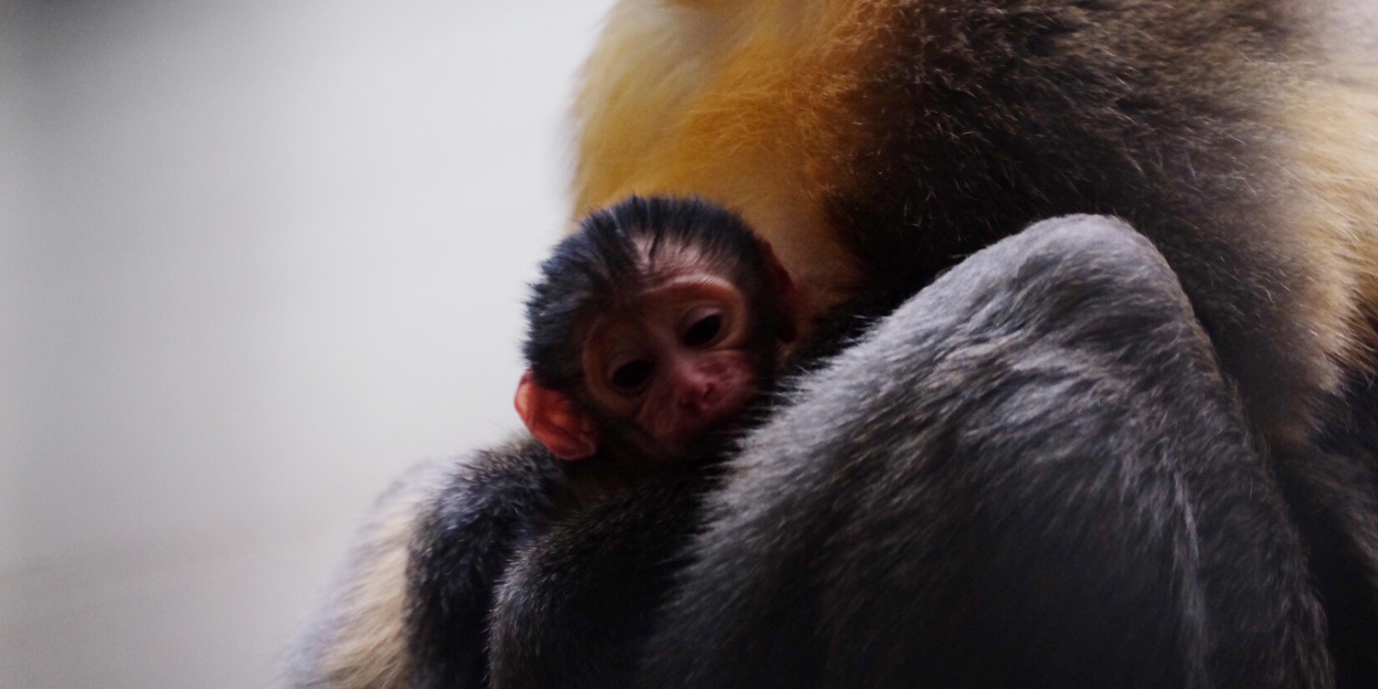 Eerste geboorte goudbuikmangabey in Burgers’ Zoo!