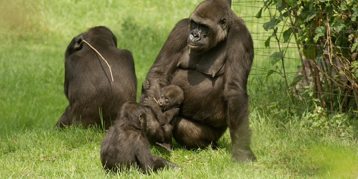 Shailâ update oktober