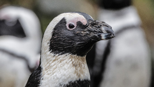 Kijk nu 24/7 live naar de pinguïns in ons park!