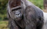 Vijf gorillamannetjes verhuizen naar Hongshan Forest Zoo