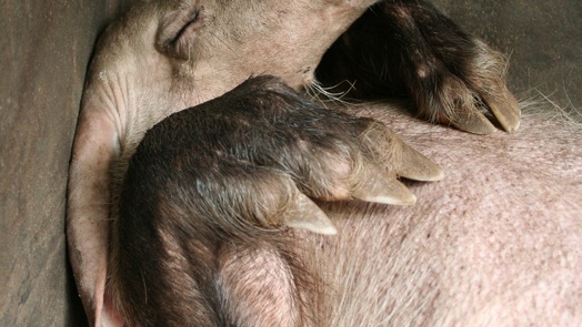 Het aardvarken een handje helpen
