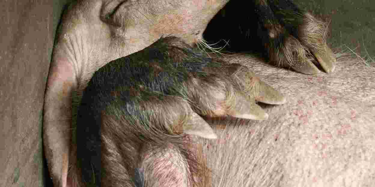 Het aardvarken een handje helpen