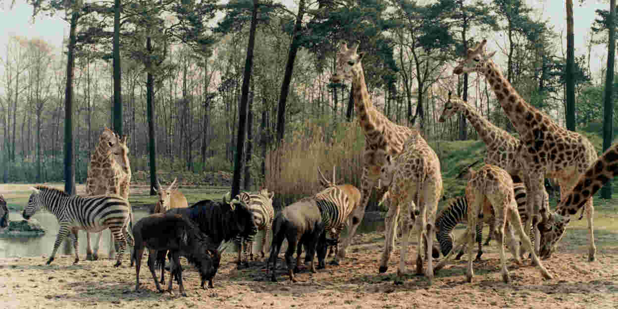Natuurbehoud: EAZA en de One Plan Approach