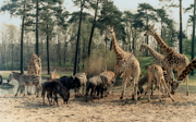 Natuurbehoud: EAZA en de One Plan Approach