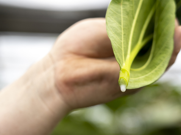Gebruik door de mens 