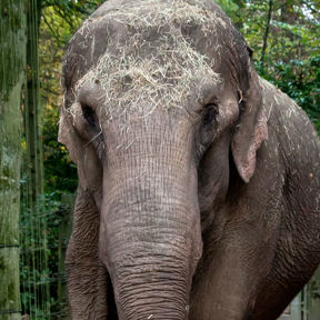 Aziatische olifant