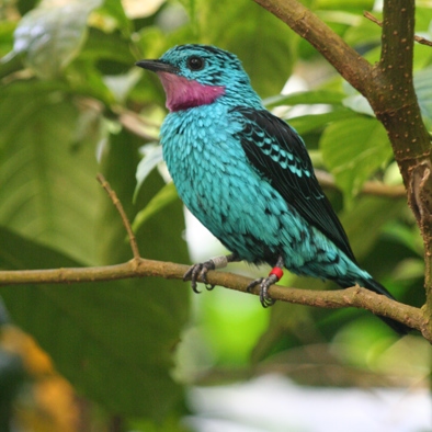 Over de voortplanting