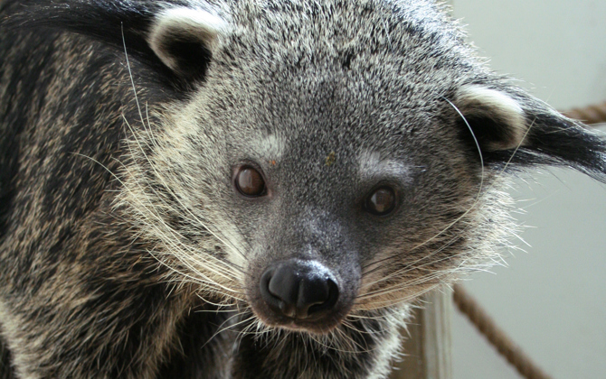 Geen beren en geen marters