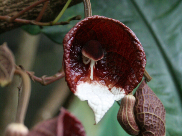 Bijzondere aanpassing aan de leefomgeving