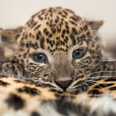 Over de voortplanting