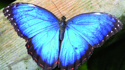 Fascinerende fladderaars van Belize