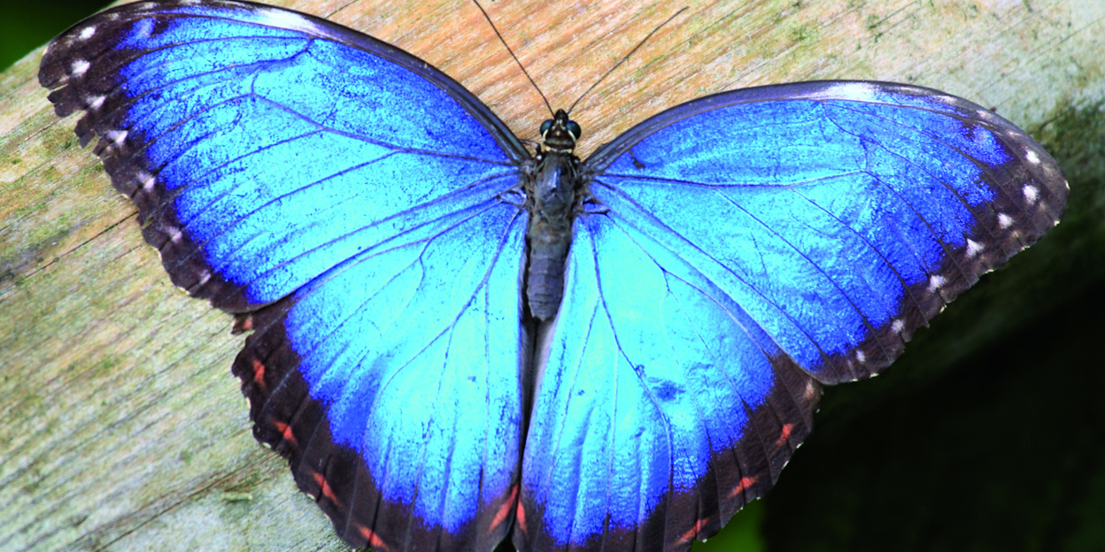 Fascinerende fladderaars van Belize