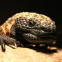 Lees meer over: Gilamonster