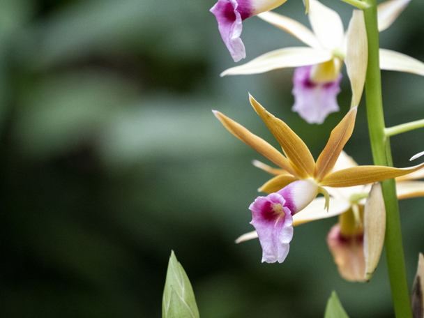 Gebruik door de mens 