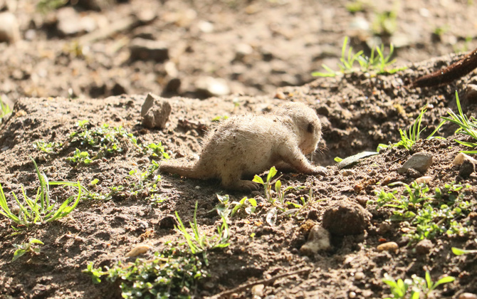 We hebben weer jonge stokstaartjes!