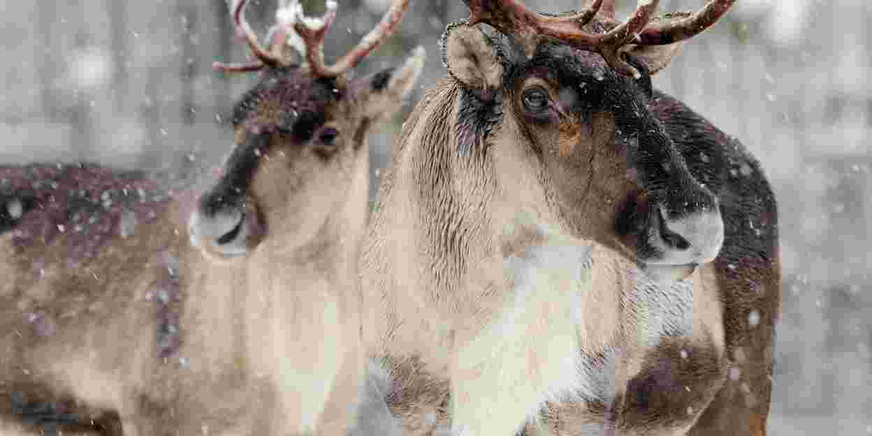 Bosrendieren in Burgers’ Zoo