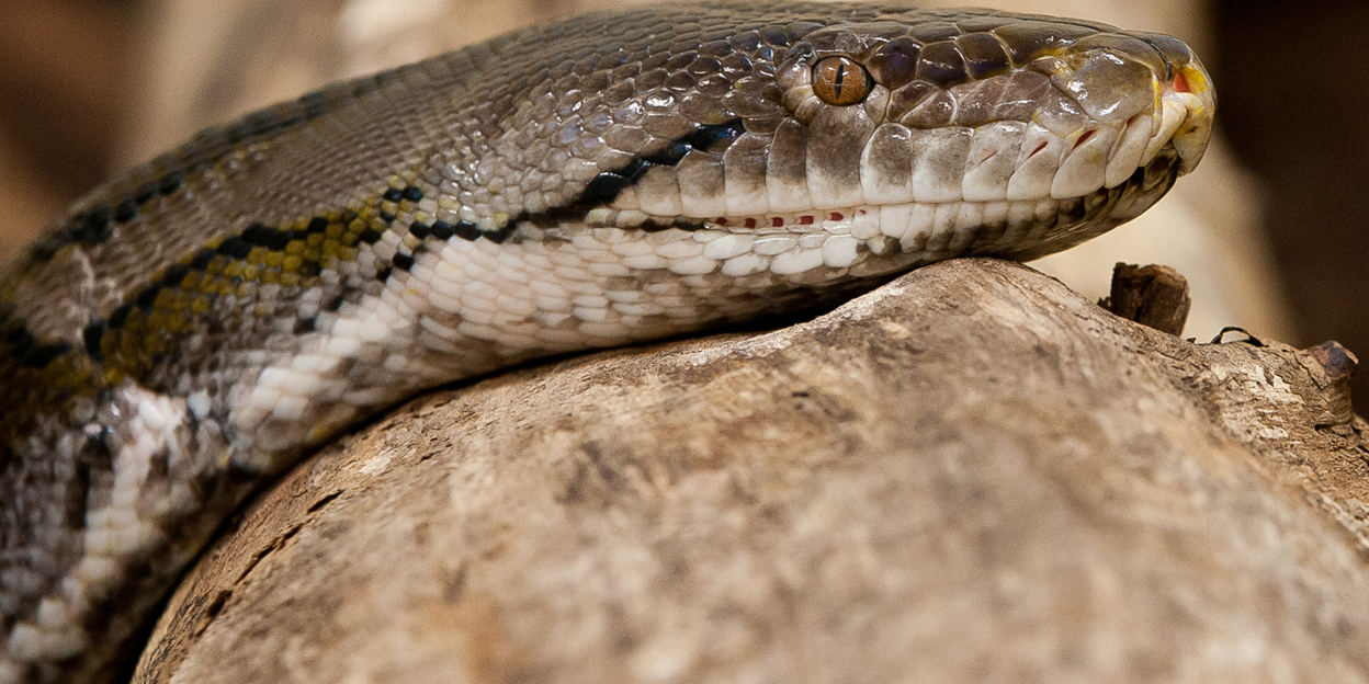 Netpython