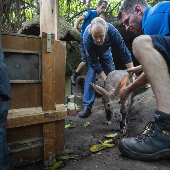 Arnhems aardvarken logeert in Keulen