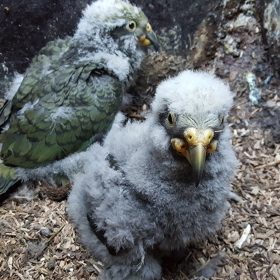 Over de voortplanting