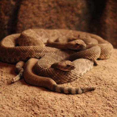 Over de voortplanting