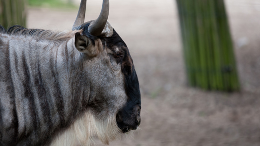 De grote wisseltruc