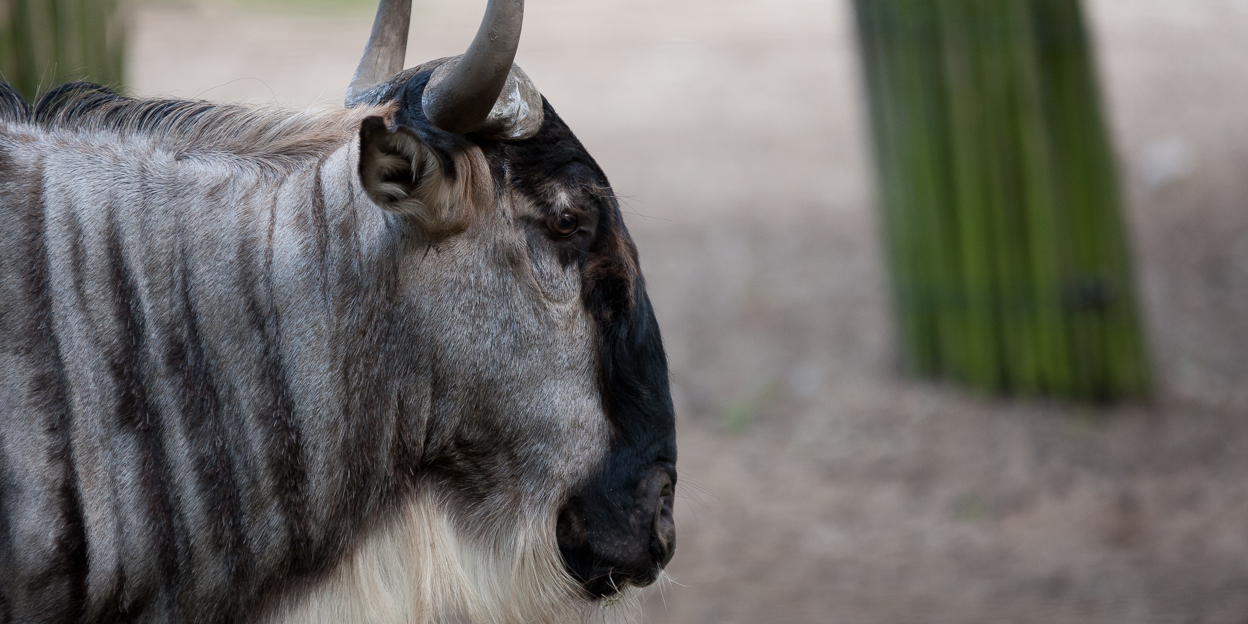 De grote wisseltruc