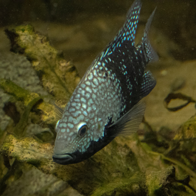 Over de voortplanting