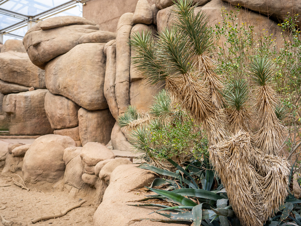 De Joshua tree in Burgers’ Desert