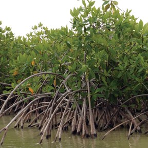 Rode mangrove