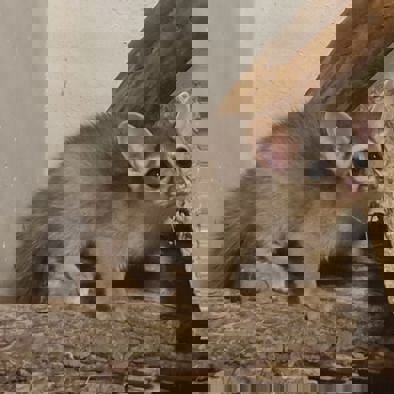 Over de voortplanting