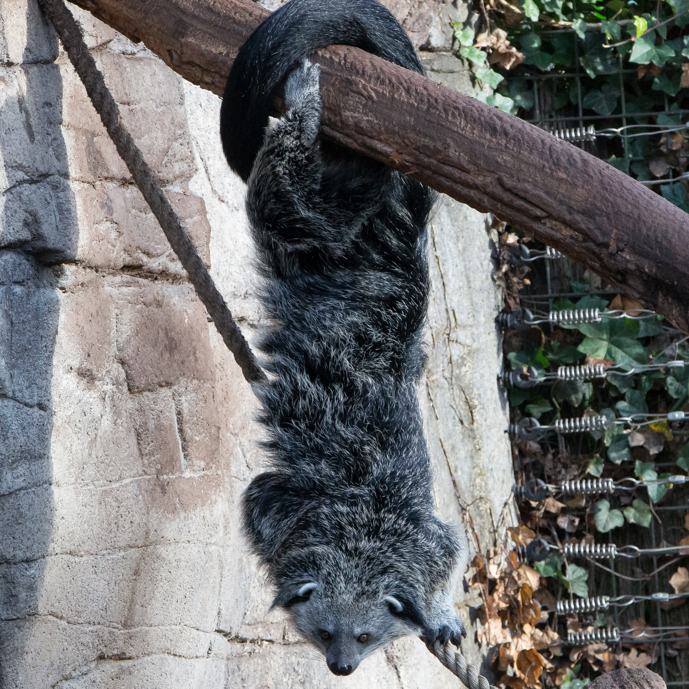 Van broers tot fokkoppel