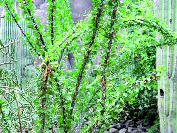 Bijzondere aanpassing aan de leefomgeving