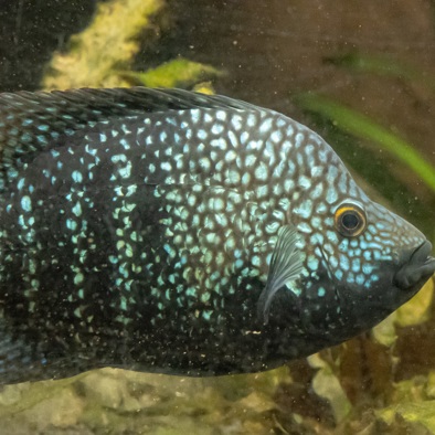 Bedreiging en bescherming