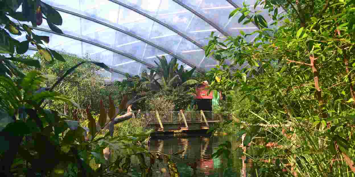 Wat is een ecodisplay? De Mangrove
