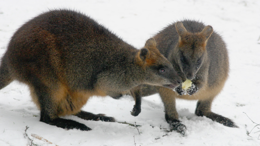 Moeraswallabies weer zichtbaar!