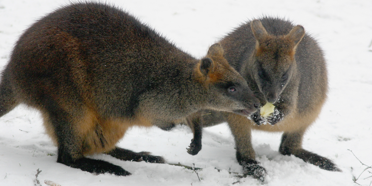 Moeraswallabies weer zichtbaar!