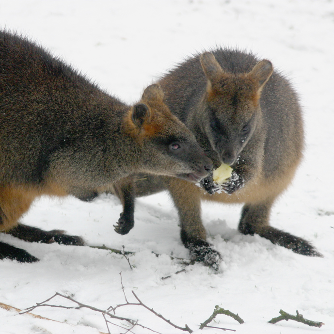Moeraswallabies weer zichtbaar!