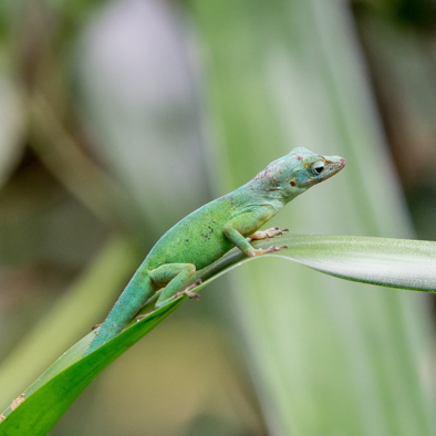 Bedreiging en bescherming